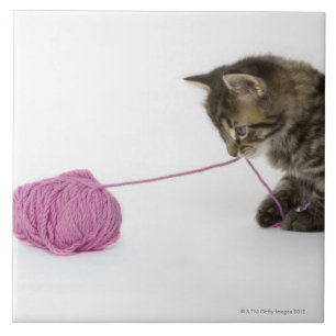 A young tabby kitten playing tile