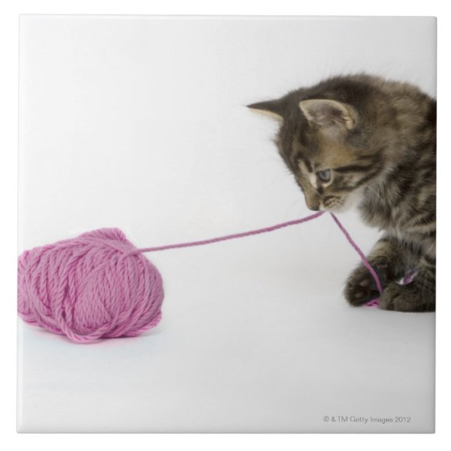 A young tabby kitten playing tile (Front)
