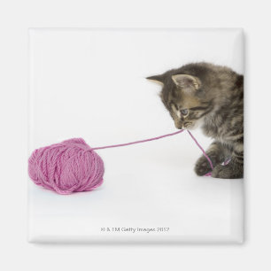 A young tabby kitten playing with a ball of magnet