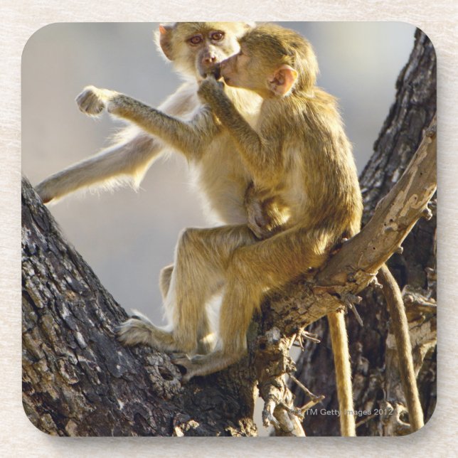 A young Yellow baboon  (Papio cynocephalus) Coaster (Front)