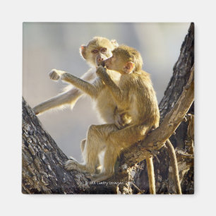 A young Yellow baboon (Papio cynocephalus) Magnet