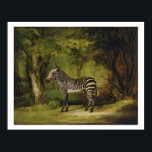 A Zebra, 1763 (oil on canvas) Poster<br><div class="desc">Image:111977  A Zebra,  1763 (oil on canvas). Stubbs,  George (1724-1806). Yale Centre for British Art,  Paul Mellon Collection,  USA.  Art,  Fine Art.</div>