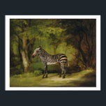 A Zebra, 1763 (oil on canvas) Poster<br><div class="desc">Image:111977  A Zebra,  1763 (oil on canvas). Stubbs,  George (1724-1806). Yale Centre for British Art,  Paul Mellon Collection,  USA.  Art,  Fine Art.</div>