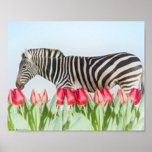 A Zebra Among the Tulips Poster (Front)