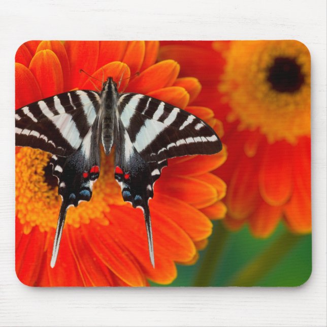 A Zebra Swallowtail Butterfly Mouse Pad (Front)