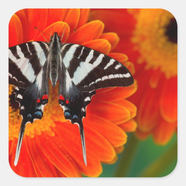 A Zebra Swallowtail Butterfly Square Sticker (Front)