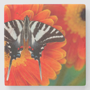 A Zebra Swallowtail Butterfly Stone Coaster