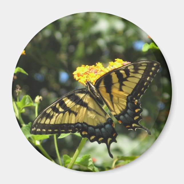 AA-  Yellow Swallowtail Butterfly Magnet (Front)
