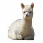 Aah Alpaca Photo Sculpture