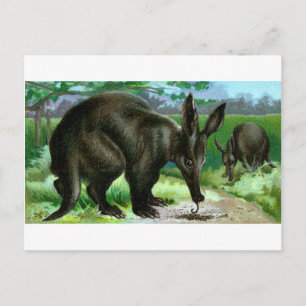 Aardvark Postcard