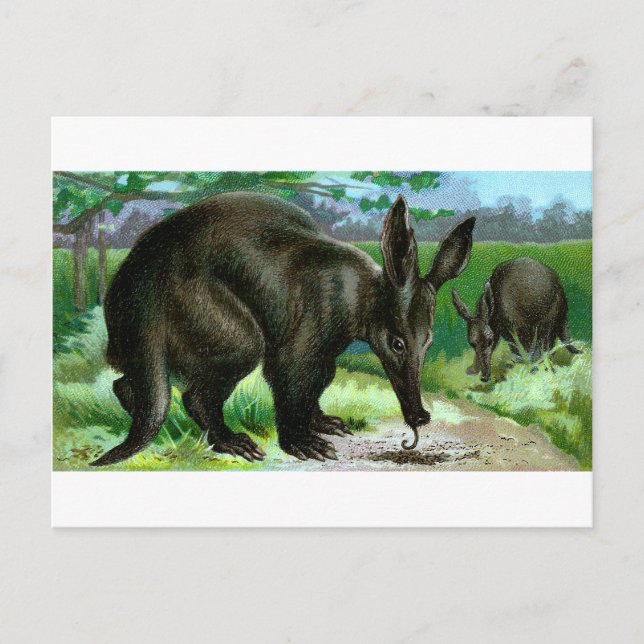 Aardvark Postcard (Front)