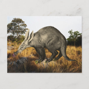 Aardvark Postcard