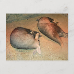 Aardvarks Postcard