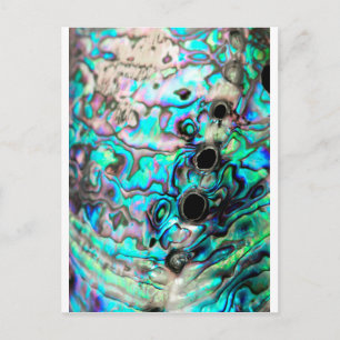 Abalone seashell nature detail postcard