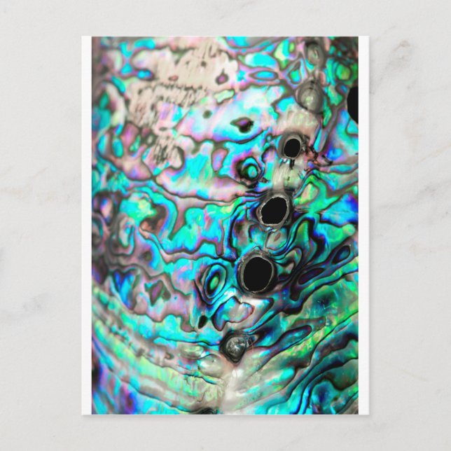 Abalone seashell nature detail postcard (Front)