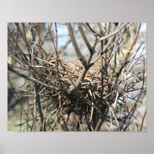 Abandoned Bird Nest  Poster