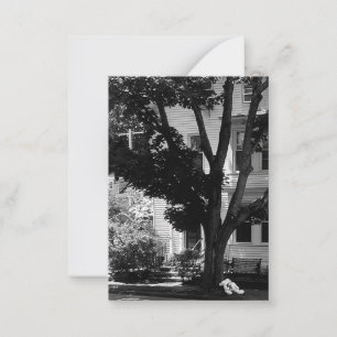 Abandoned Stuffed Teady Bear Under Tree Postcard