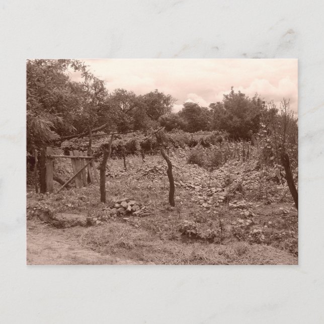 Abandoned vineyard 2 postcard (Front)