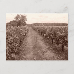 Abandoned vineyard postcard