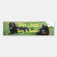 Abbey and Roxy say: SAVE LIVES! Spay & Neuter