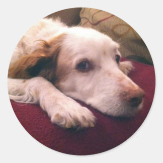Abby Brittany Spaniel Classic Round Sticker