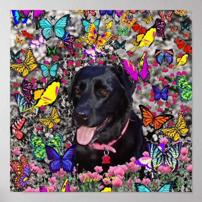 Abby in Butterflies - Black Lab Dog Poster (Front)