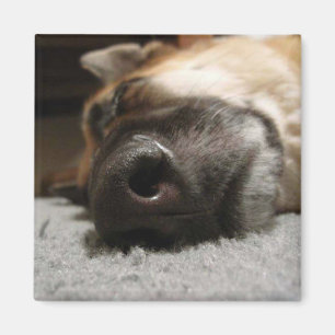 Abby Sleeping German Shepherd Magnet