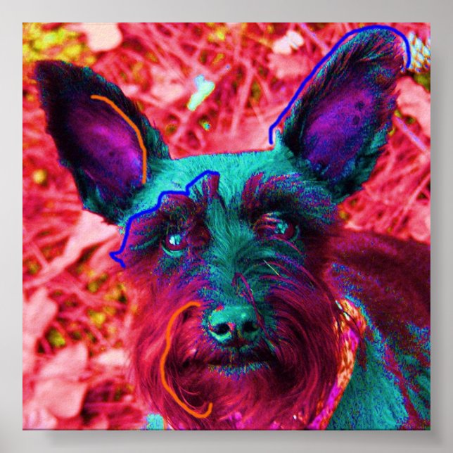 Abby the Schnauzer Poster (Front)