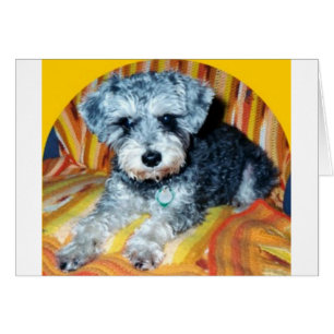 Abby the Schnoodle