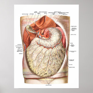 Abdominal Fat / Obesity Poster