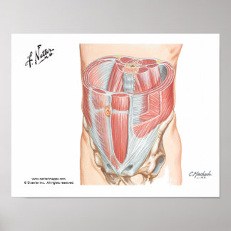 Abdominal Muscles Poster