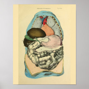 Abdominal Organs Human Anatomy Art Print