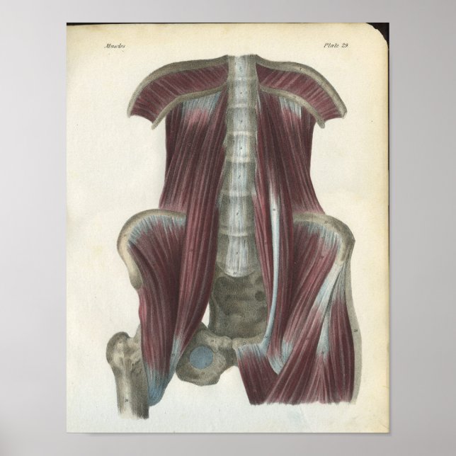 Abdominal & Pelvic Muscles Anatomy Print (Front)