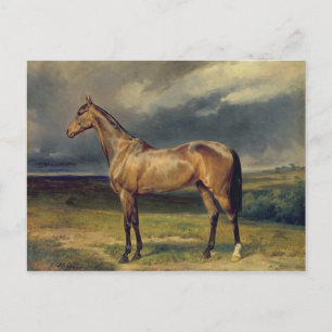 Abdul Medschid' the chestnut arab horse, 1855 Postcard