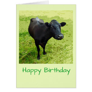 Aberdeen Angus cow Birthday card