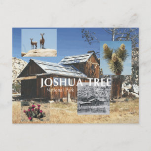 ABH Joshua Tree Postcard