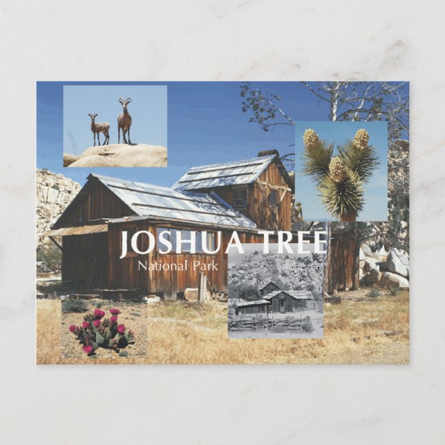 ABH Joshua Tree Postcard (Front)