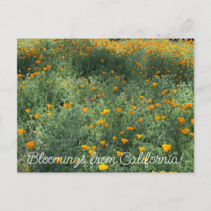 aBloomingCalifornia: Eschscholzia californica Postcard