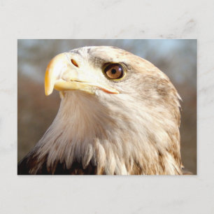 About Bald Eagle Postcard