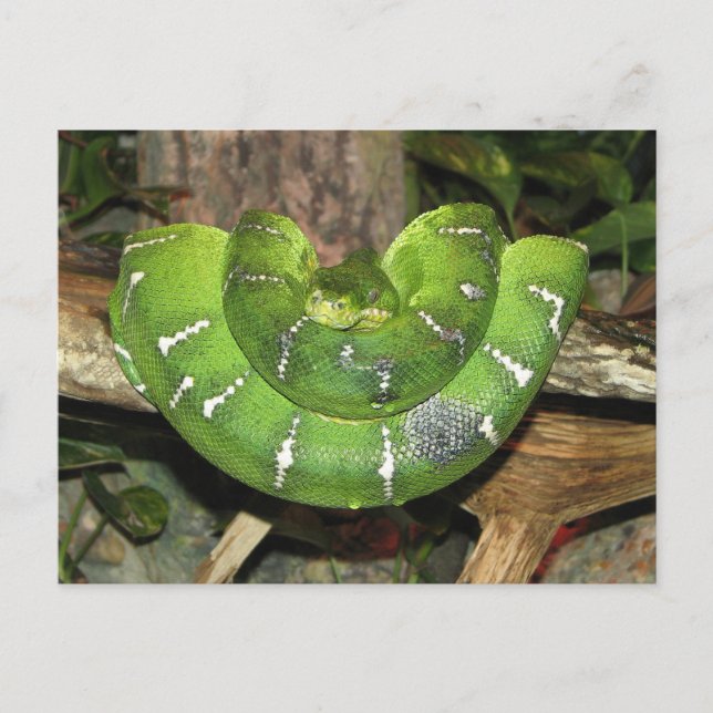 About Emerald Tree Boa Postcard (Front)
