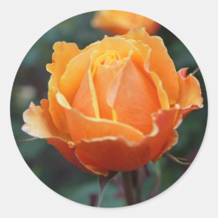 About Face Rose #1 Stickers