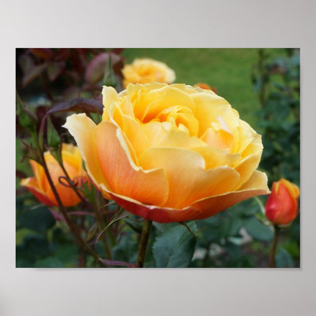 About Face Rose #2 Poster (Front)