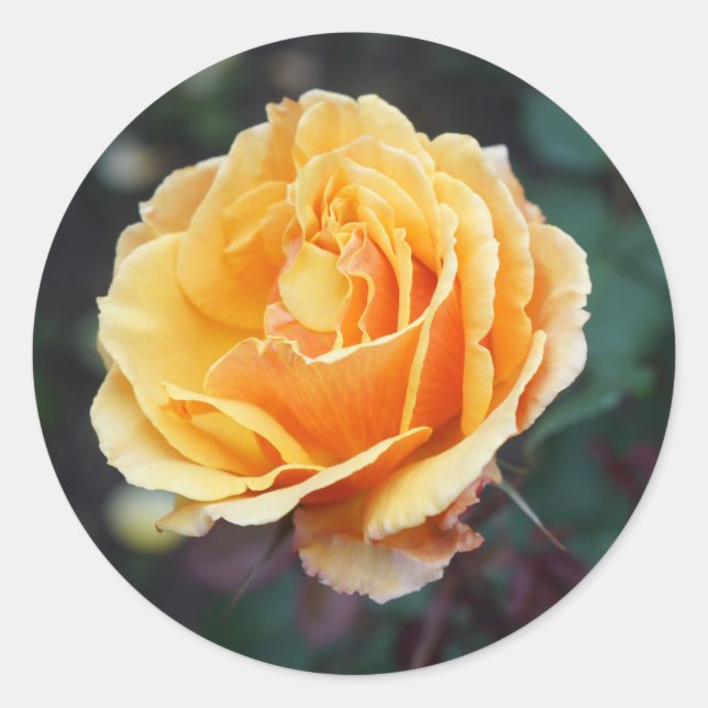 About Face Rose #3 Stickers (Front)
