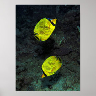 About-facing Butterfly Pair Poster
