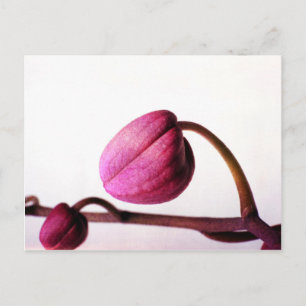 About to Bloom Postcard