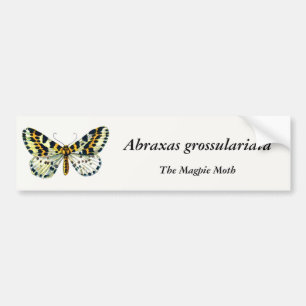 Abraxas grossulariata, The Magpie Moth Colour Imag Bumper Sticker
