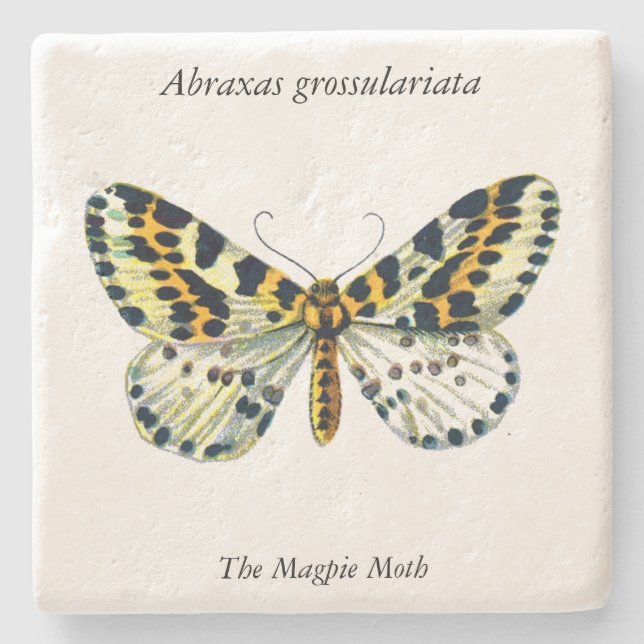 Abraxas grossulariata, The Magpie Moth Colour Imag Stone Coaster (Front)