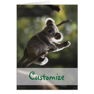 Absolutely Adorable Koala Bear