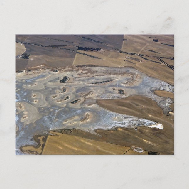 abstract animal postcard (Front)