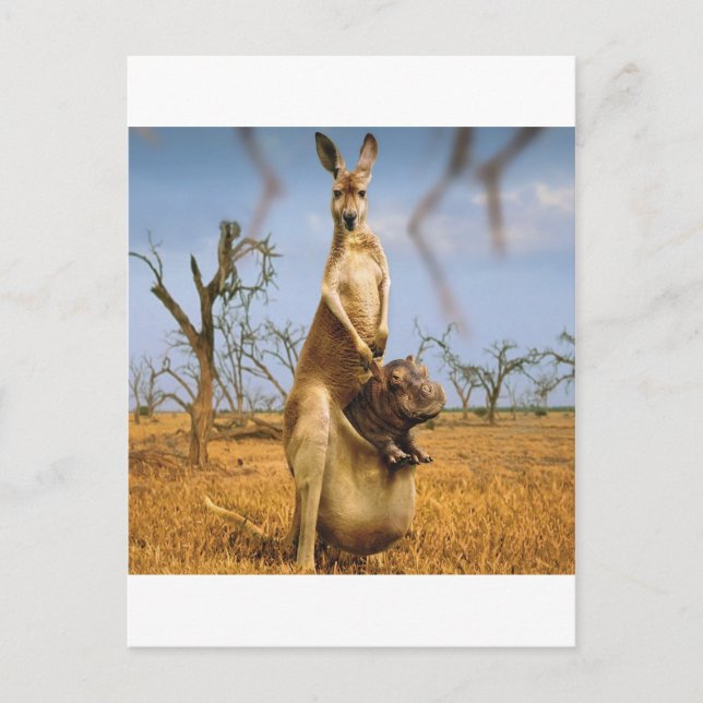 Abstract Animals Kangaroo Baby Shock Postcard (Front)
